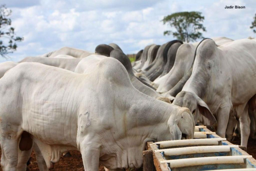 Abate de fêmeas bovinas cresce e pressiona preços do boi gordo no Brasil